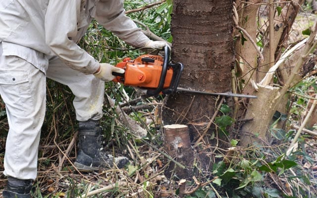 Chainsaw Operations Intermediate - HPOTS
